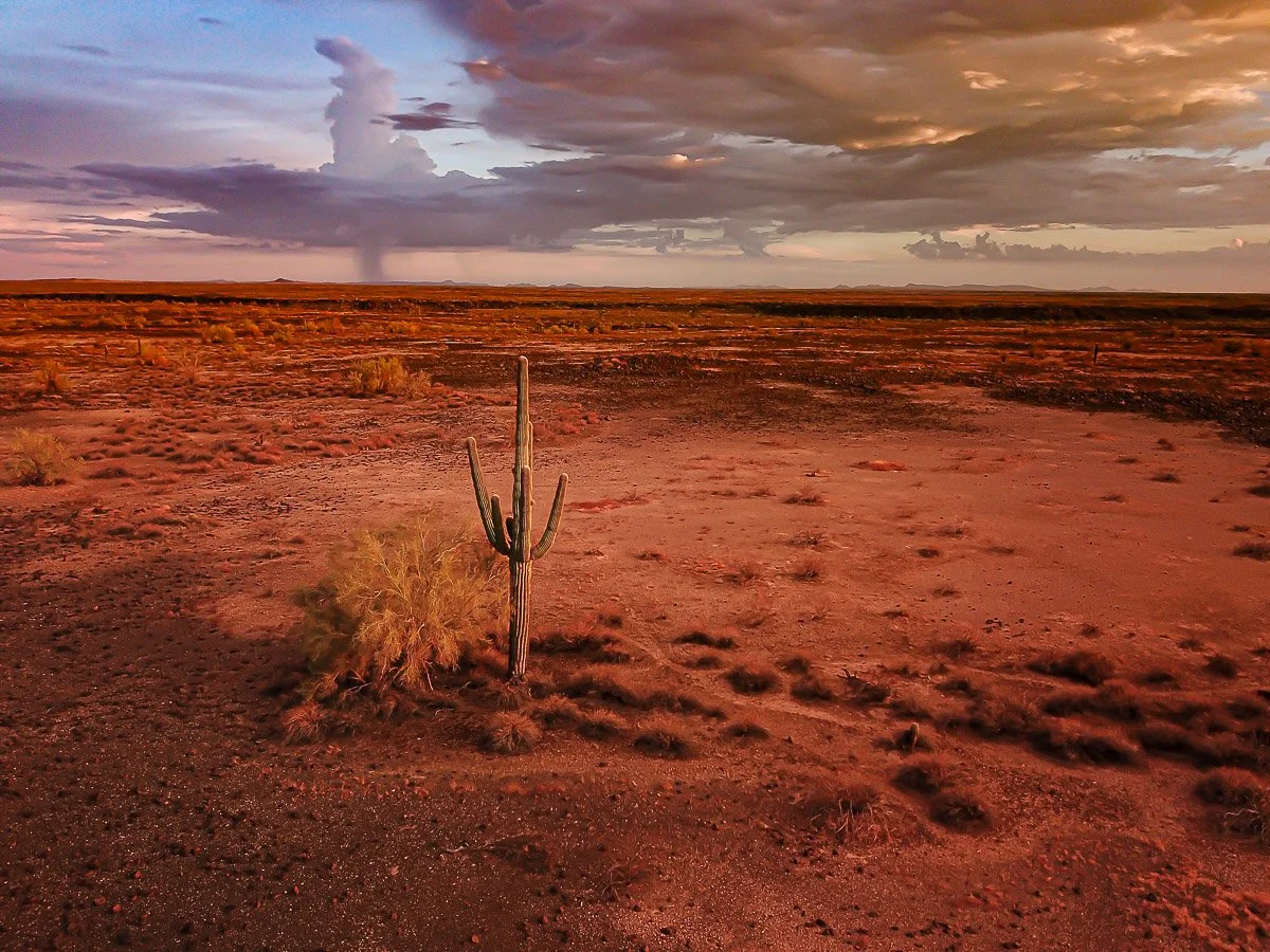 A lone saguaro gazes over a red-tinted desert landscape, wide-angle view.