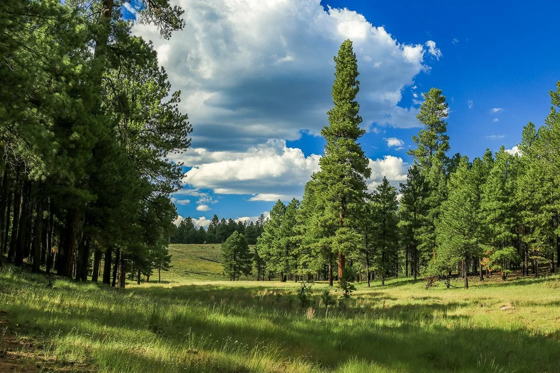 Open forest meadow near Happy Jack. 
