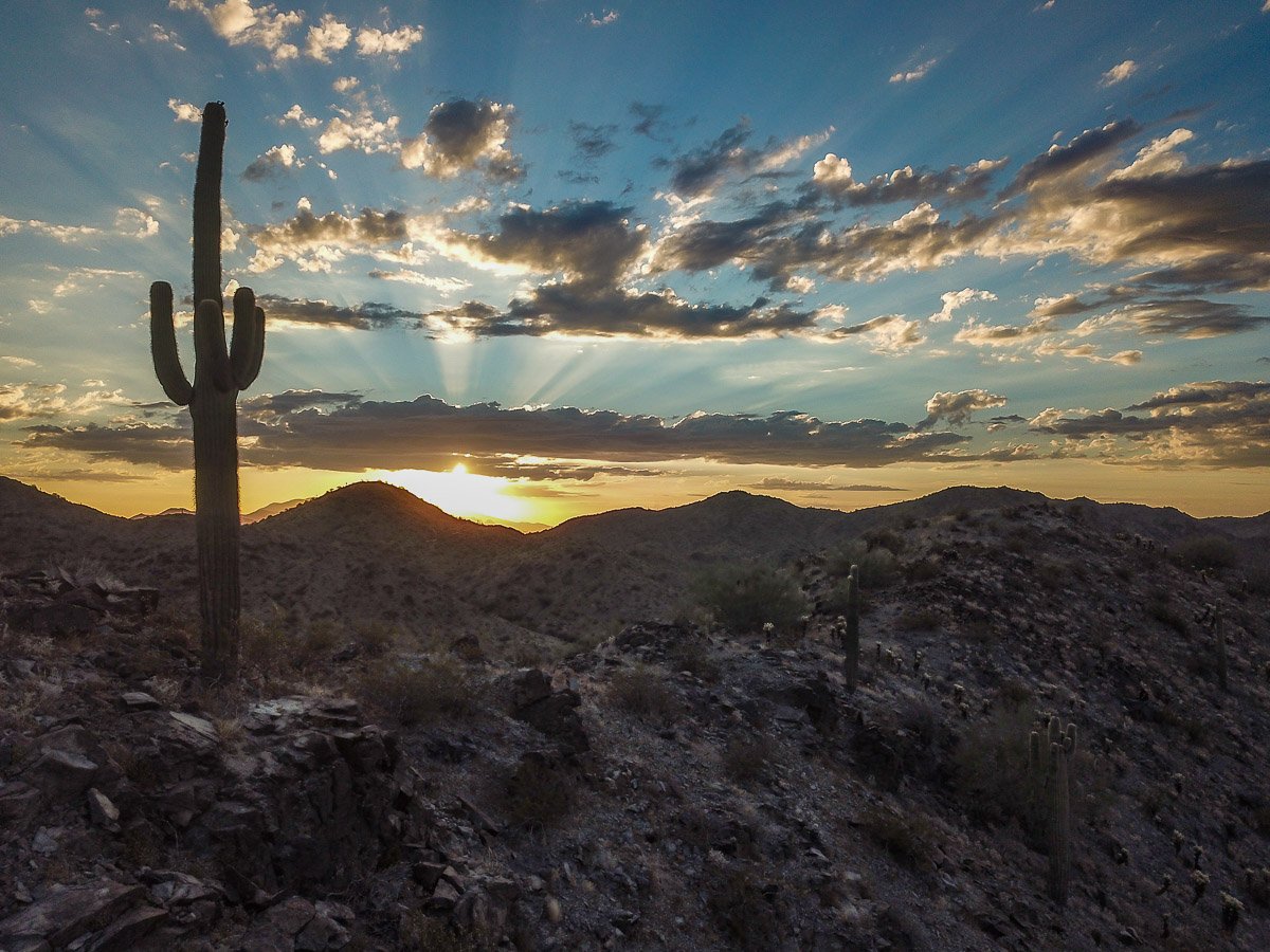Rays of sunrise silhouette a saguaro in the Little Harquahala Mountains. 