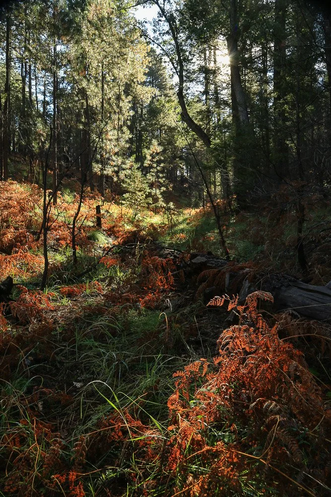 Red ferns blanket a chilly forest floor.