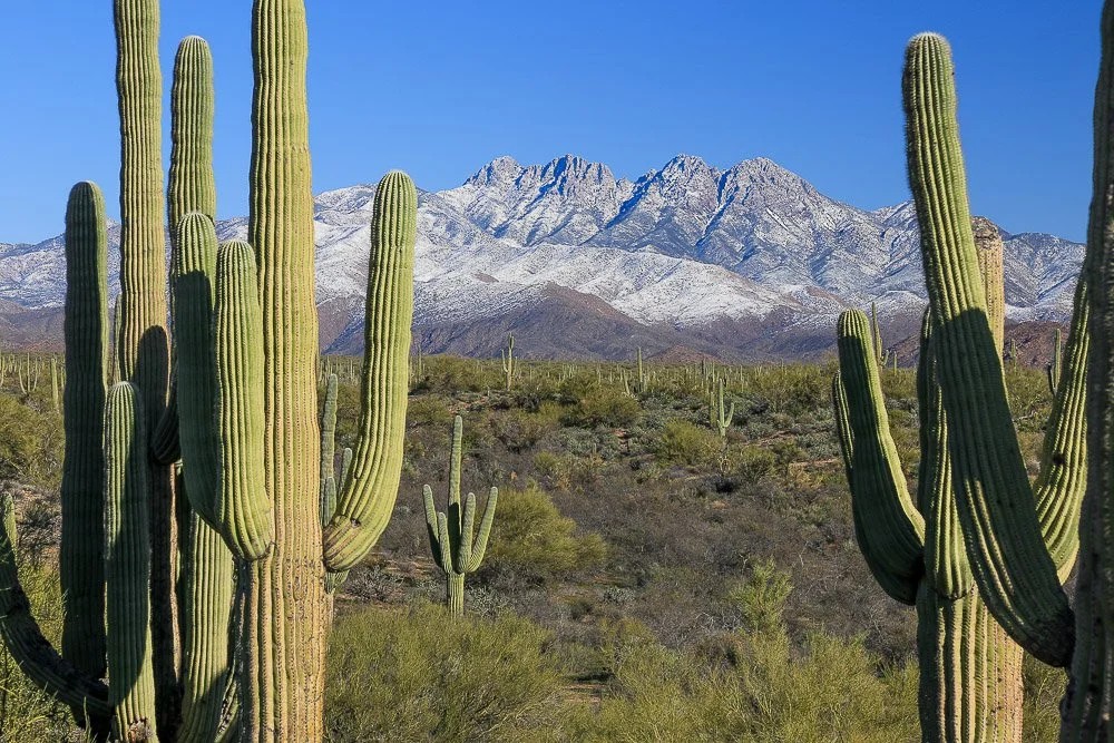 Saguaros frame a snow-covered Four Peaks.