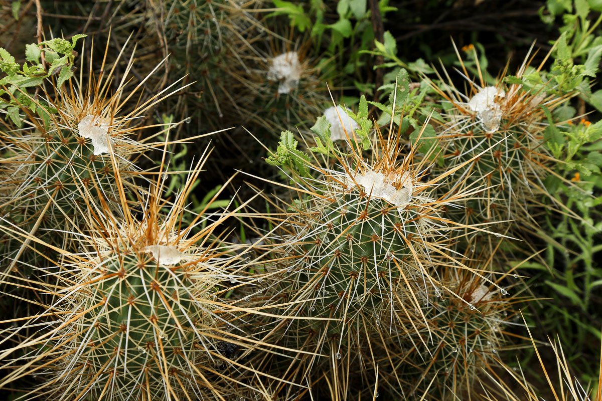 Spiny hedgehog cacti wear small crowns of snow. 