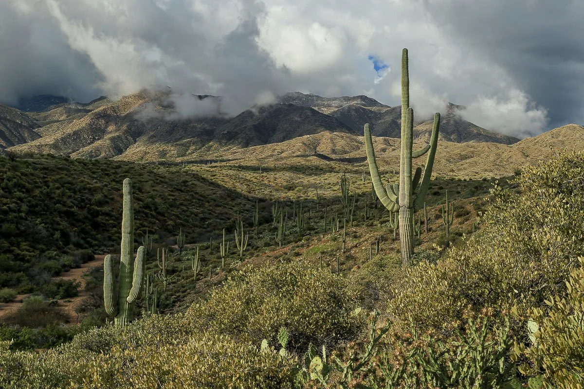 Saguaros on a mountain slope framed by storm clouds in the distance. 