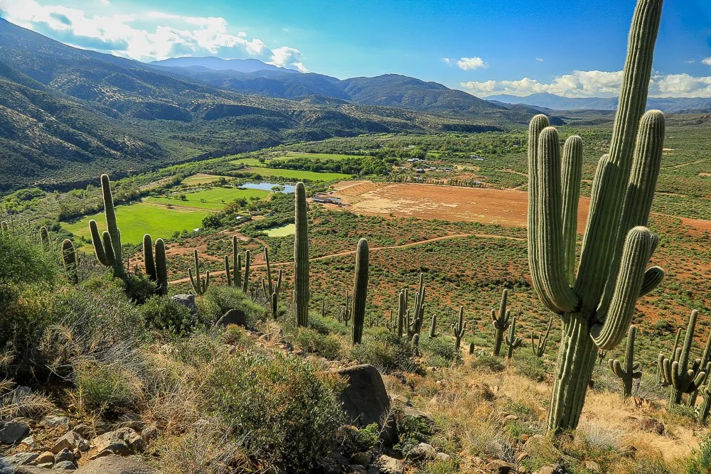 Looking down to the green farms of Gisela past a saguaro-covered slope.