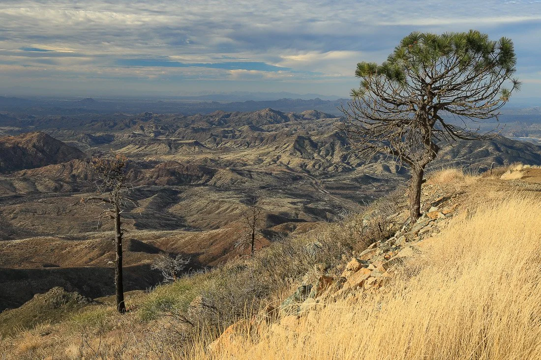 A lone pine tree overlooks the rugged terrain west of Mount Ord. 