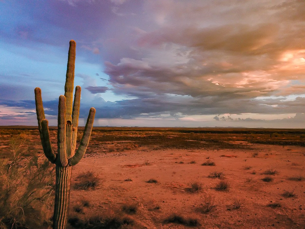 A lone saguaro gazes over a red-tinted desert landscape, close view.