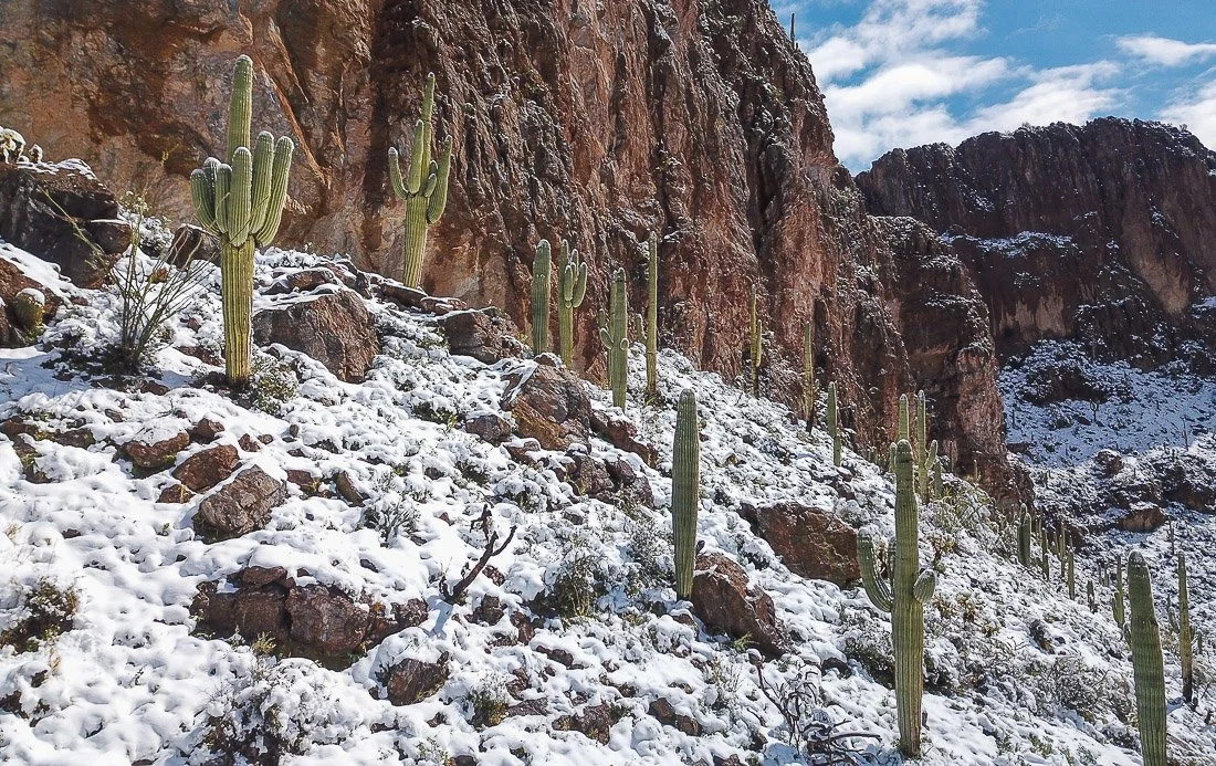 Saguaros cling to a snow-covered slope near Buzzards Roost. 