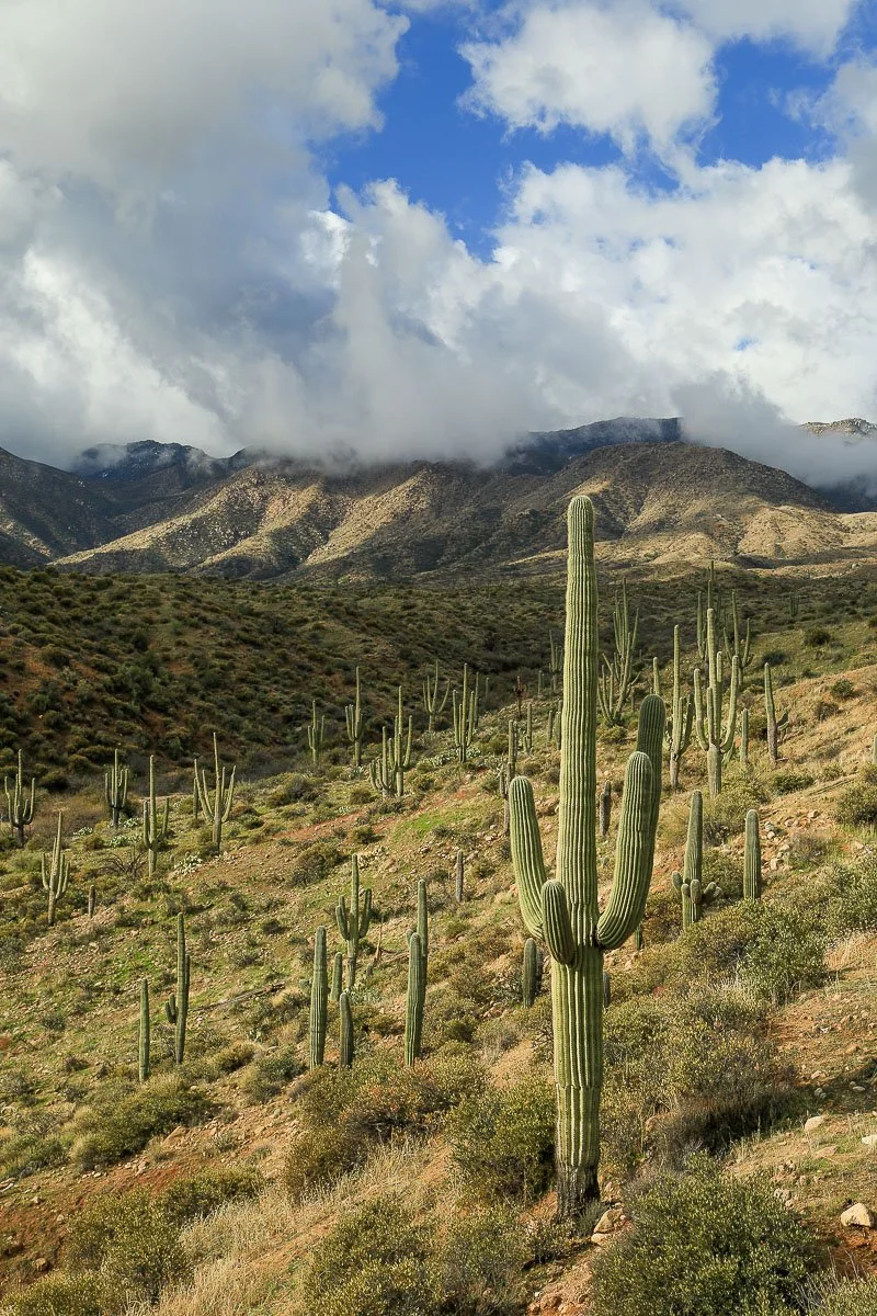 Saguaros on the east slope of the Mazatzal Mountains west of Punkin Center, vertical.