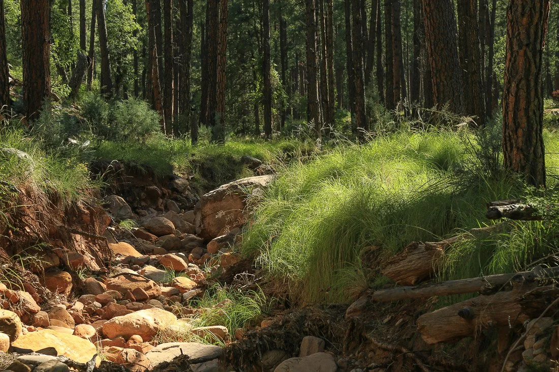 Forest gully painted in dappled light.