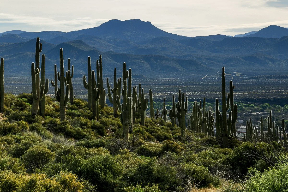 A forest of saguaros covers a hill west of the village of Tonto Basin. 