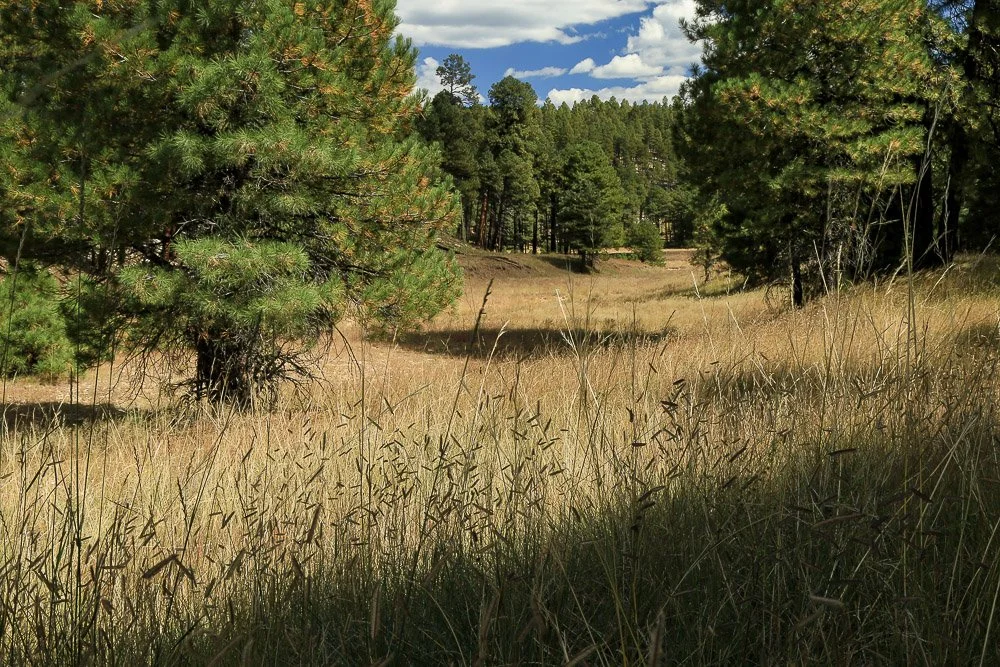 Forest grassland near Jones Crossing.