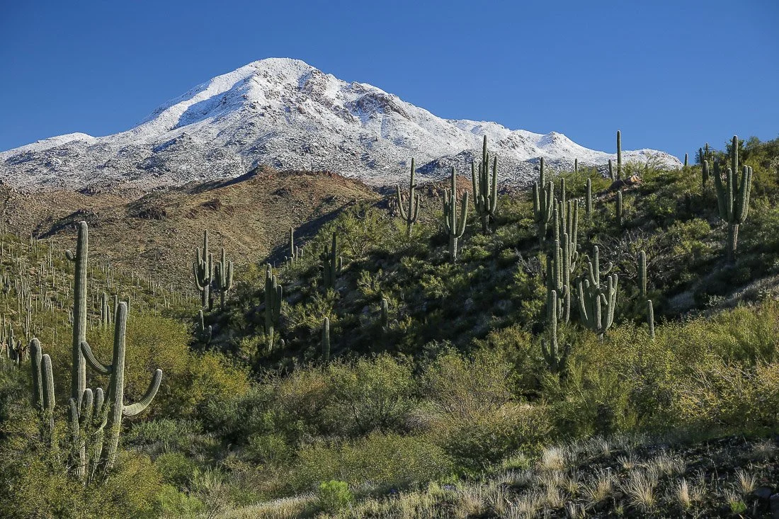 Snow-capped Boulder Mountain in the southern Mazatzal Mountains framed by saguaros.