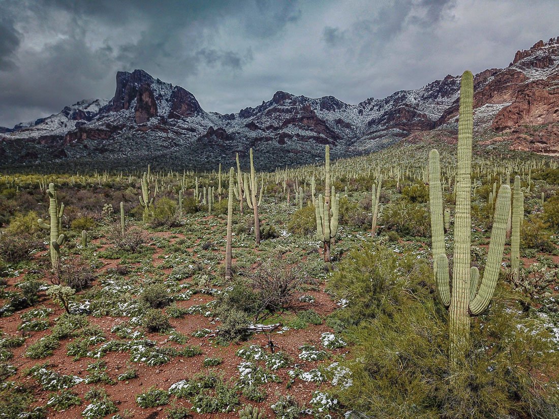 Saguaro forest in winter near the Peralta Trailhead in the Superstition Mountains.