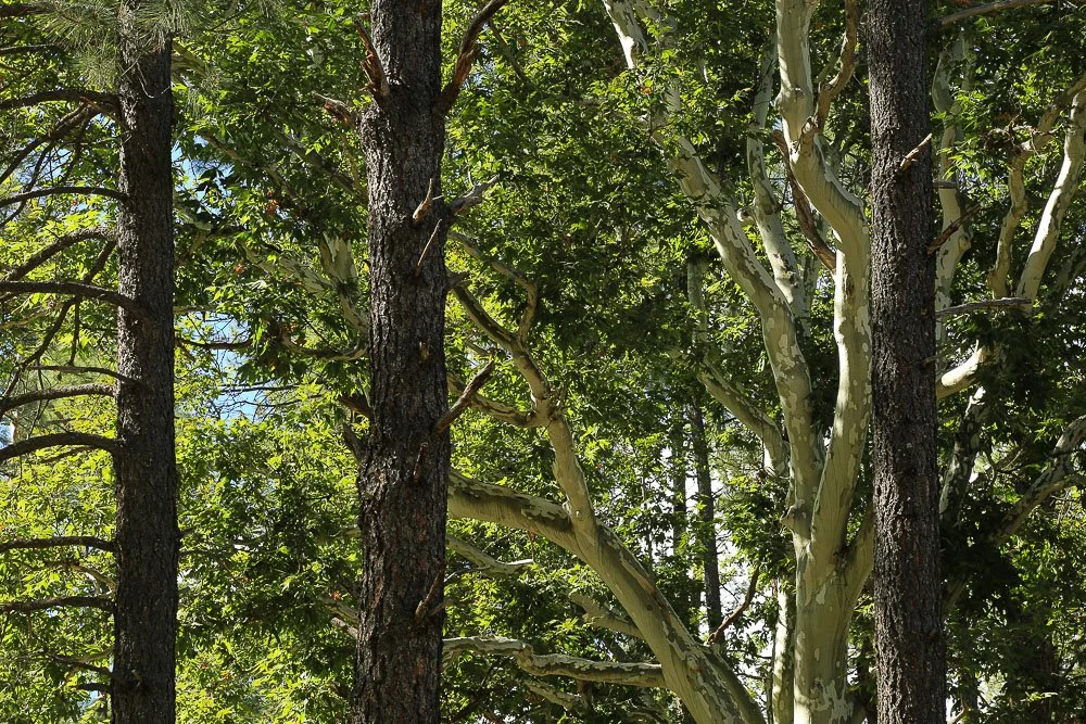 Sycamore mingle with ponderosa pine.