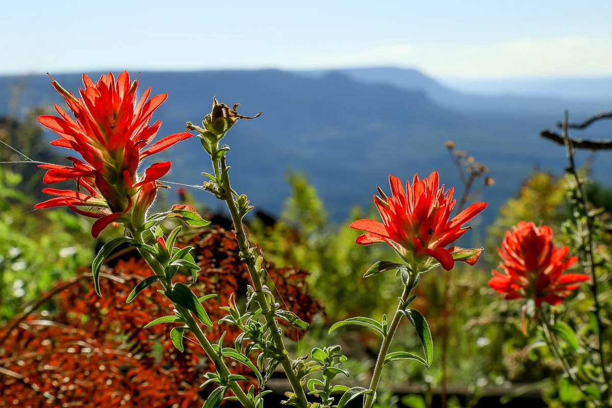 Vivid Indian paintbrush on the Mogollon-Rim.