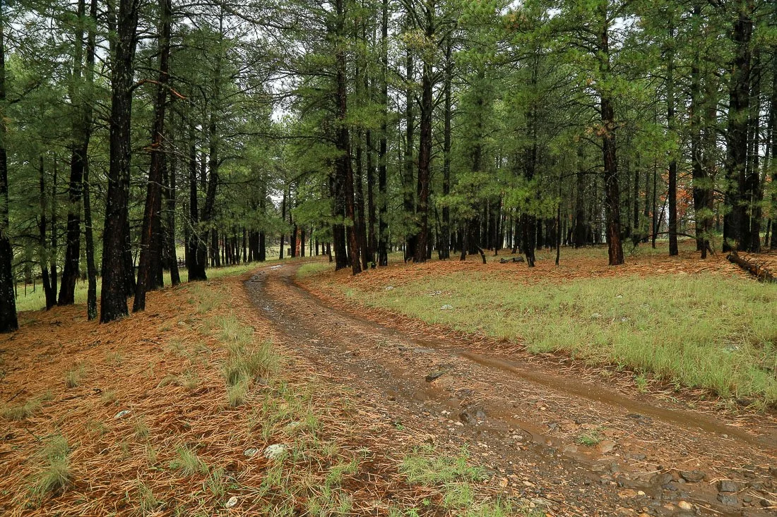 A wet forest road. 