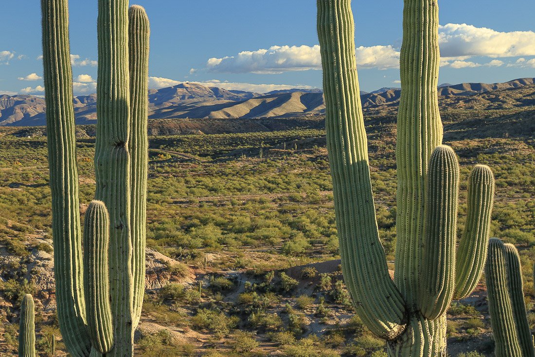 Close-up of saguaros and distant mountains in Tonto Basin.