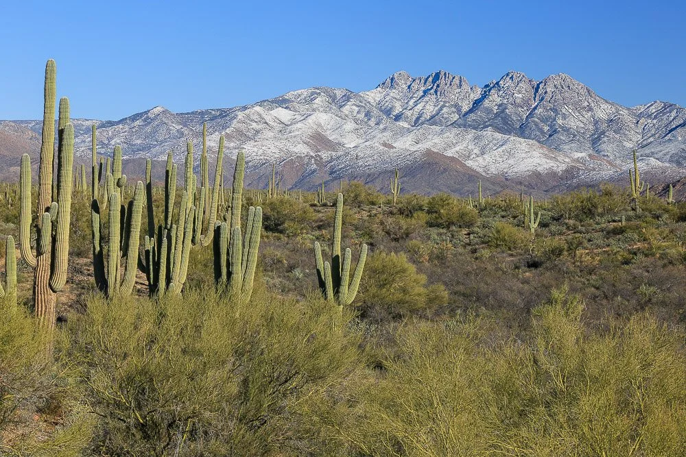 Saguaros and palo verde trees in front of snow-covered Four Peaks. 