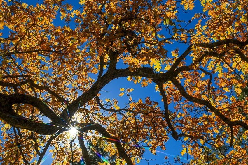 Sunlight through Autumn leaves.
