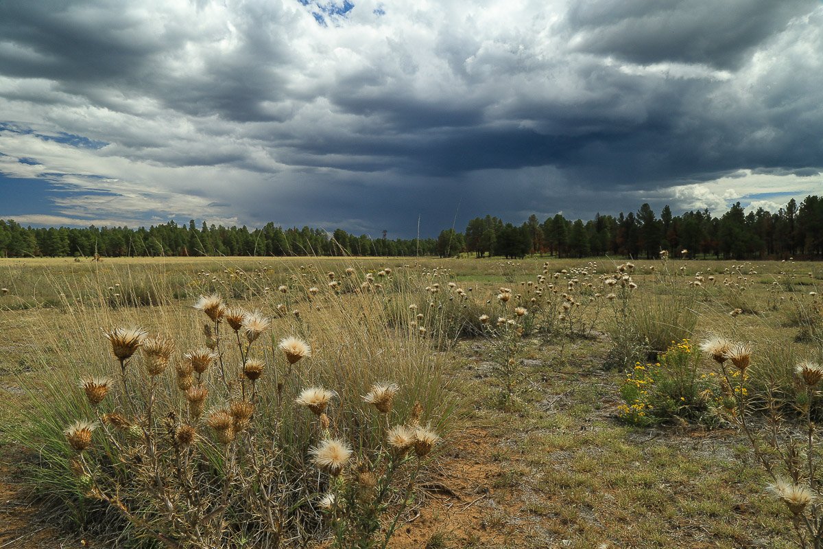 Open meadow dotted with thistle near Turkey Mountain. 
