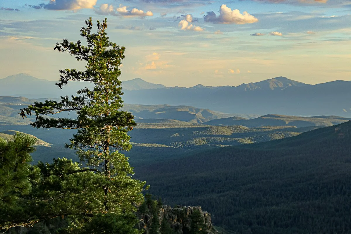 Wind-shaped pine tree on the edge of the Mogollon Rim.