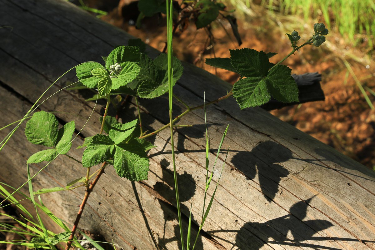 Blackberry vines seeking out the sun on the forest floor.