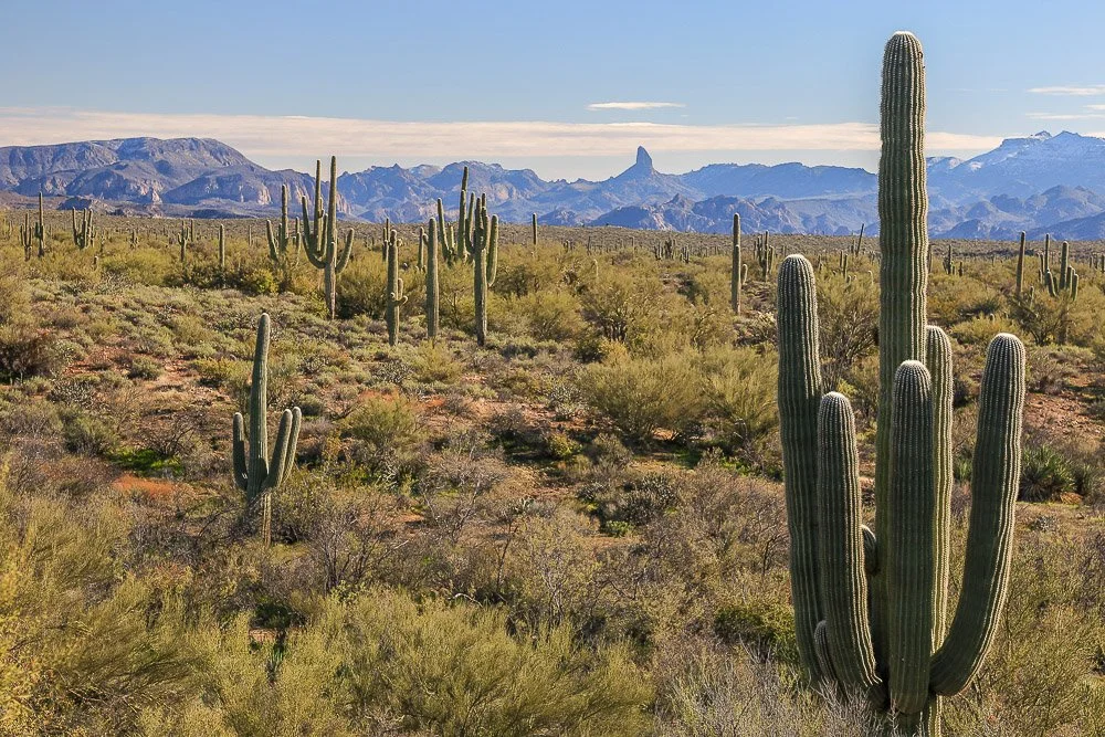 Saguaros and Weavers Needle.