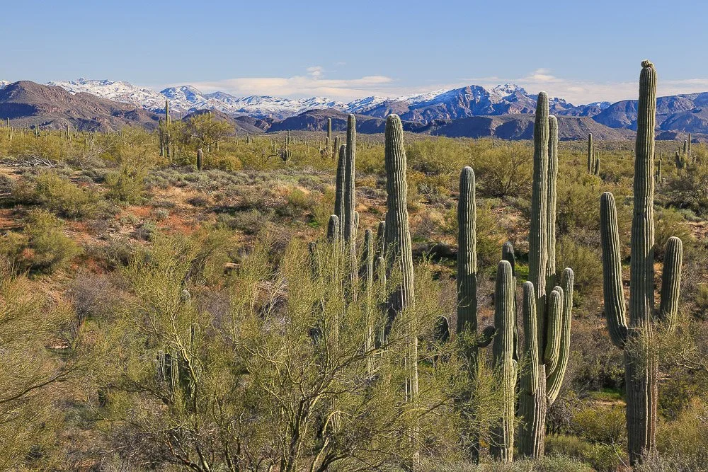 A group of saguaros and palo verde trees form a winter desert landscape. 