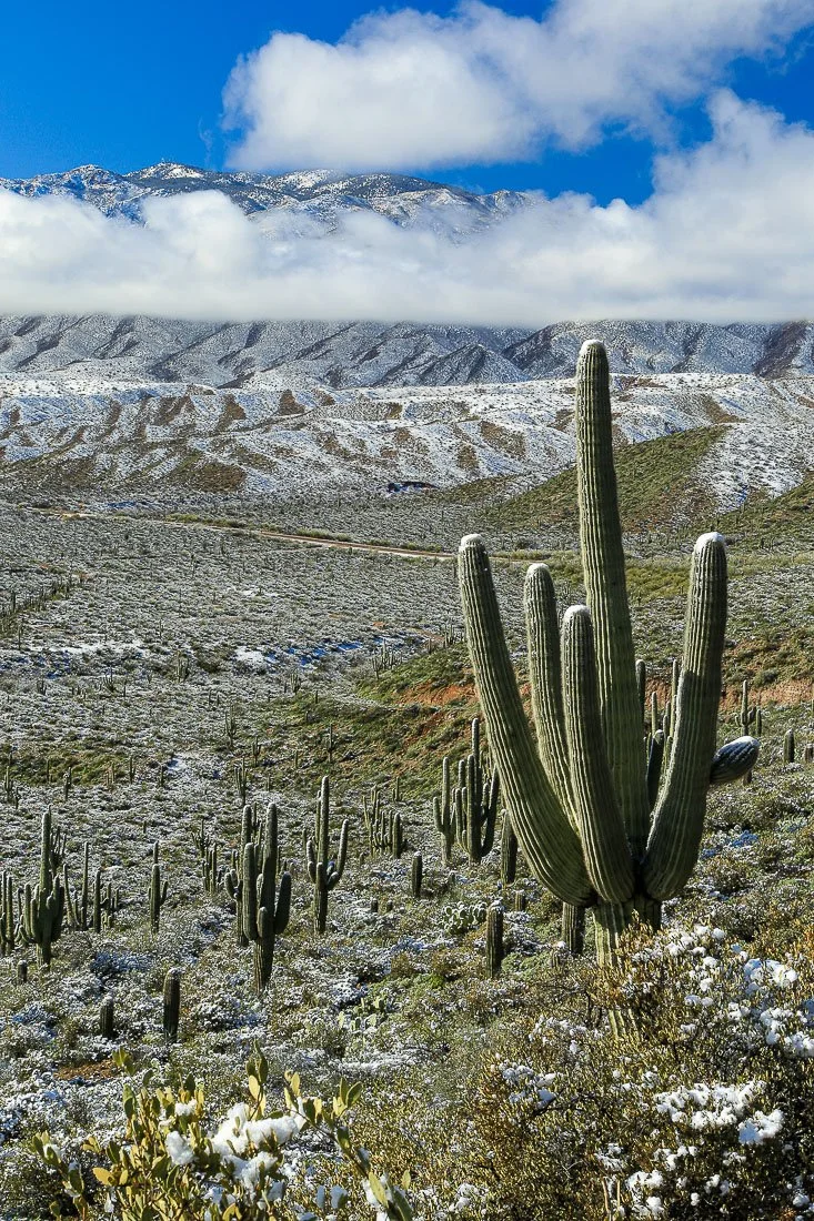 Snow covers saguaros and Mount Ord, vertical.