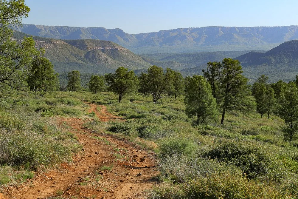 Pinyon woodland below the Mogollon Rim. 