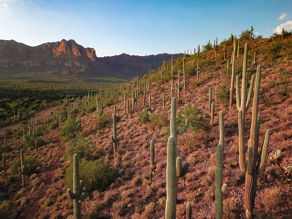 Saguaros cover a red slope south of the Peralta Trailhead in the Superstition Mountains.