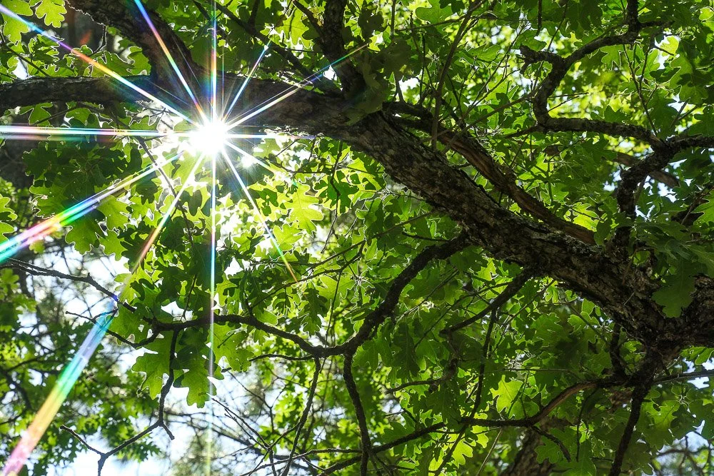 A starburst sun pokes through the leaves of an oak tree.