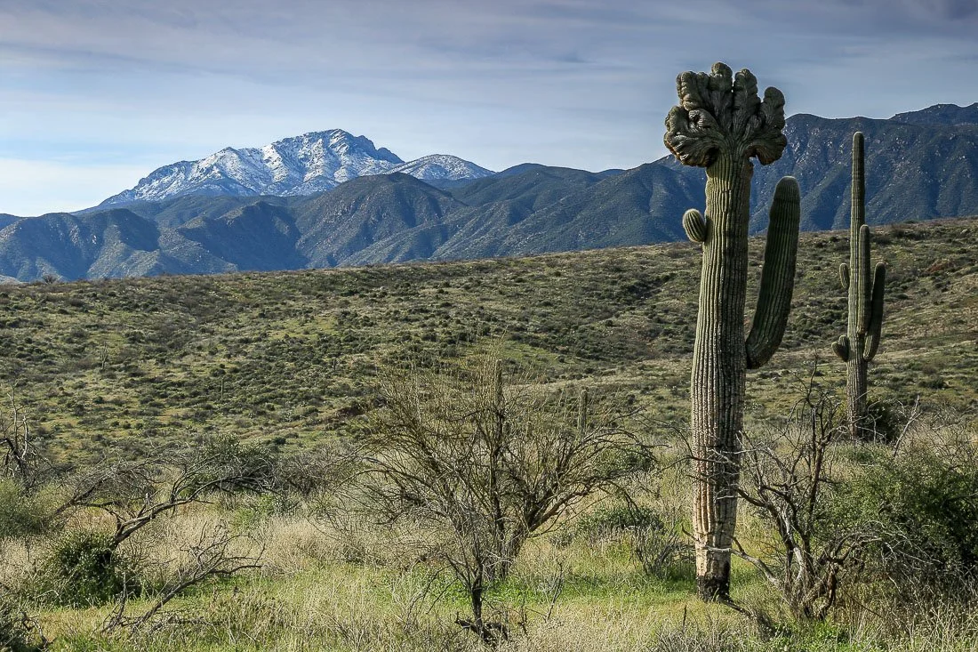 A crested saguaro north of snow-capped Four Peaks. 