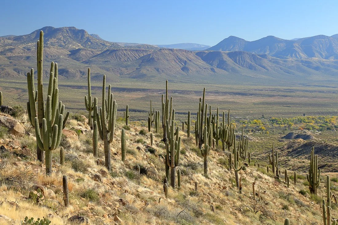 A grove of saguaros in Tonto Basin. 