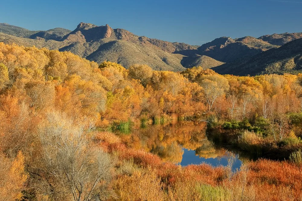 A forest of golden-colored trees glows brightly along Tonto Creek near Gisela. 