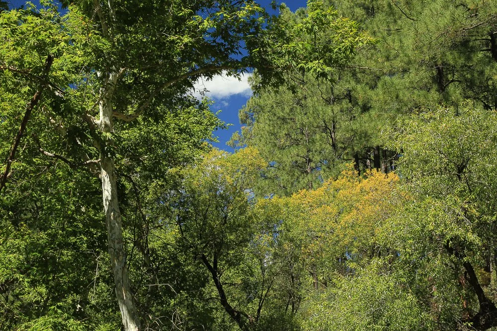 Sycamore and pine mingle together north of Whispering Pines. 