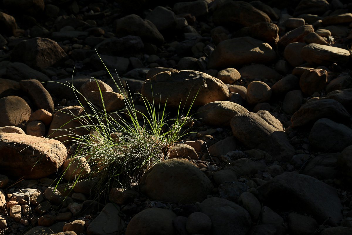 A ray of sunlight reveals rounded cobbles and a tuft of grass.