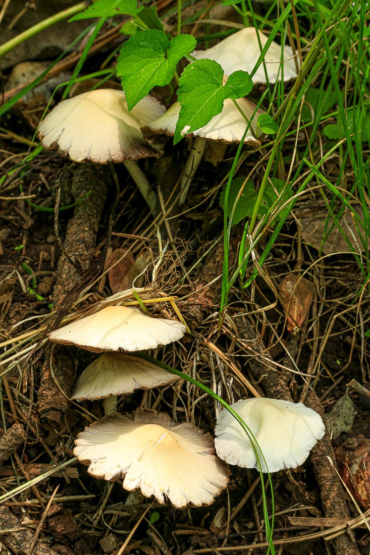 Hidden enclave of mushrooms on the forest floor. 