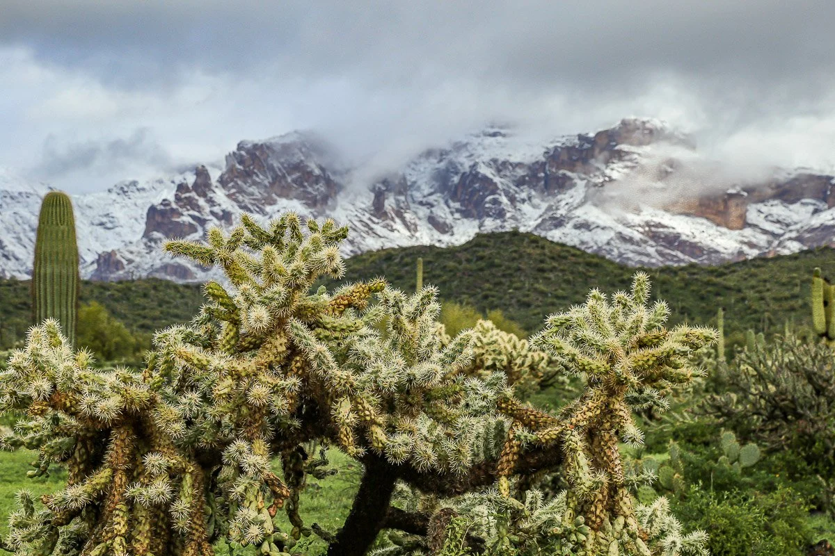 Chain-fruit cholla cactus frames the snow-covered Superstition Mountains.