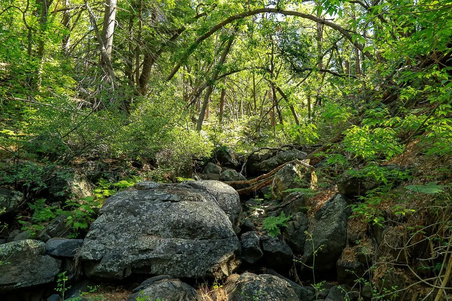 A secluded forest grotto.