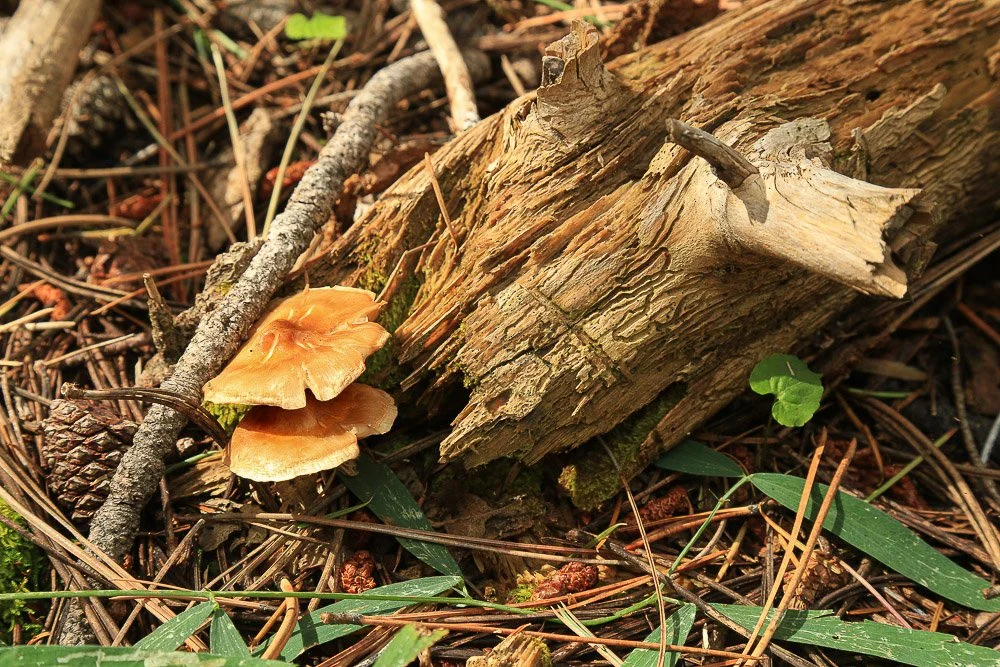 Mushrooms thrive on a dead branch.