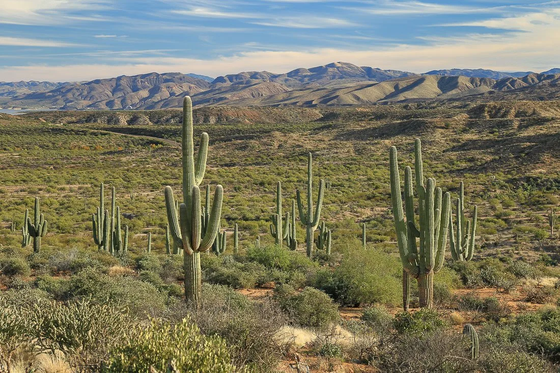 Mature saguaros and distant mountains in Tonto Basin.