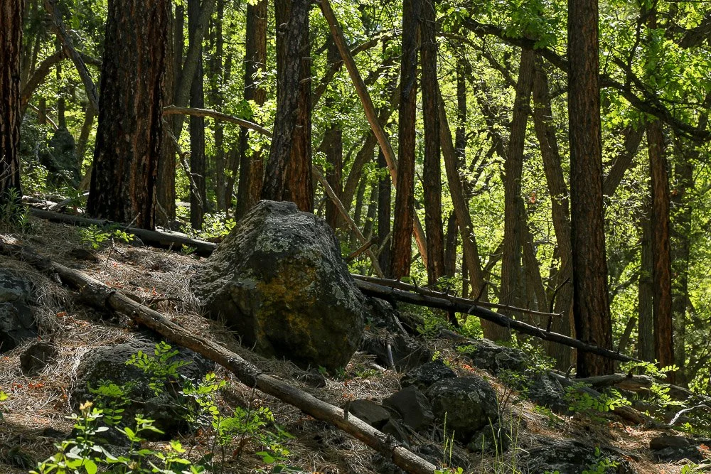 Shaded boulder on shaded forest slope.