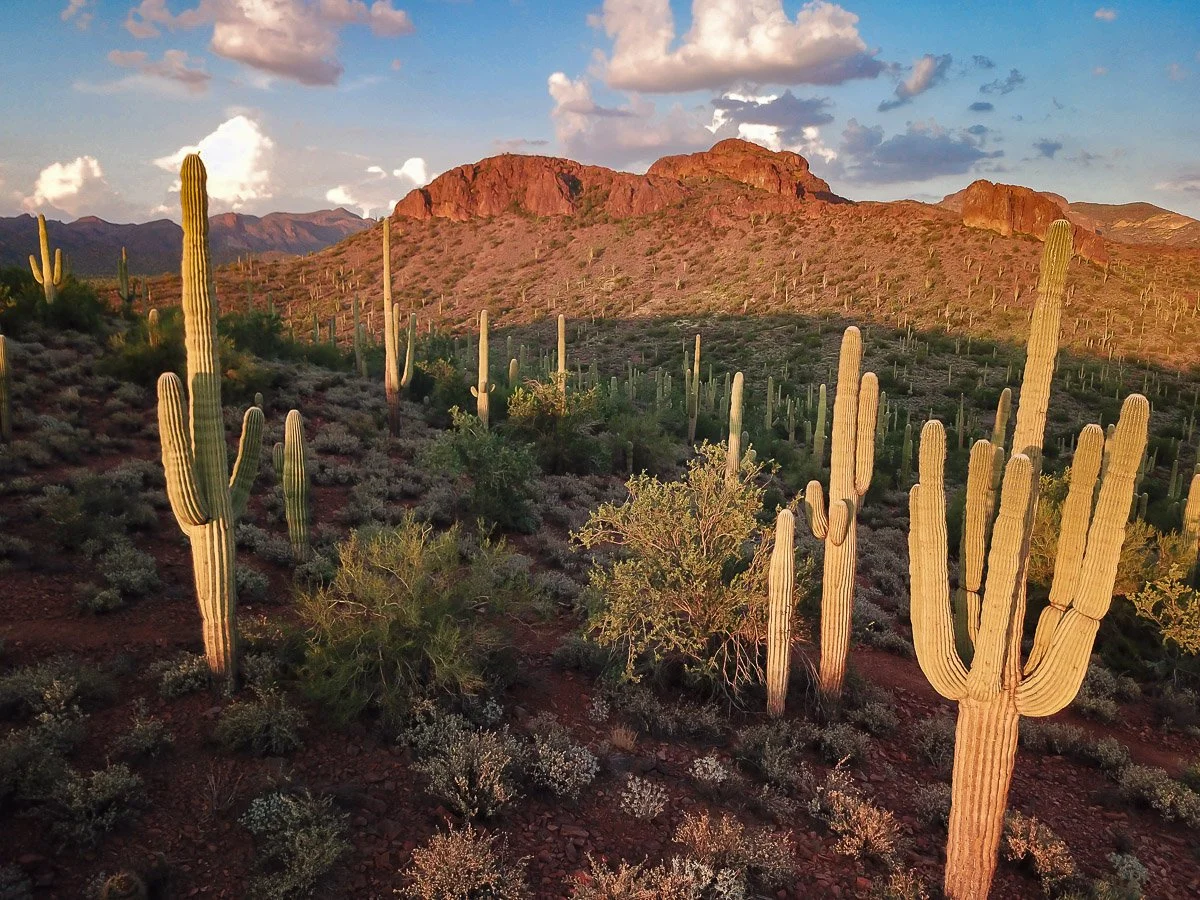 Desert Landscapes