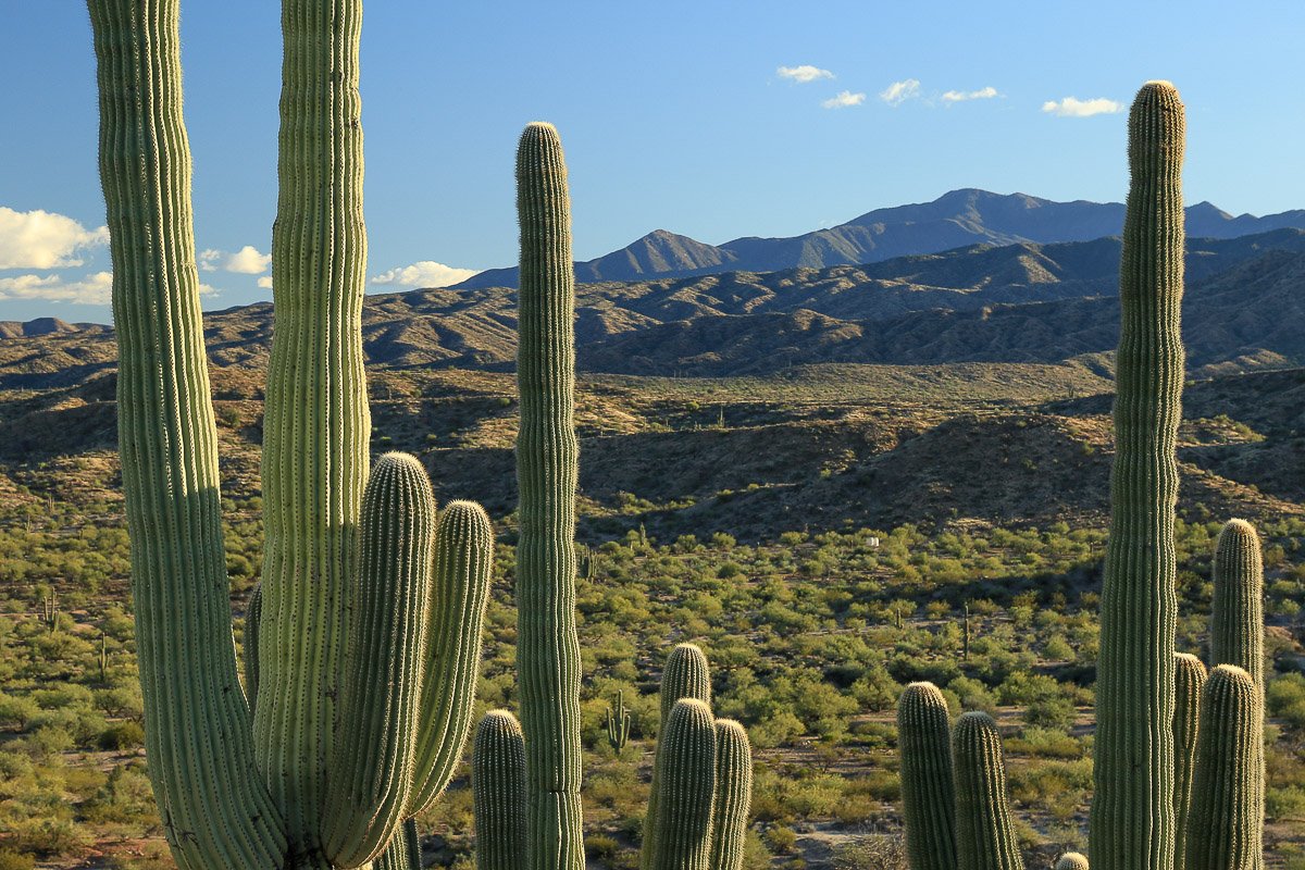 Close-up of saguaros and distant mountains in Tonto Basin 2.