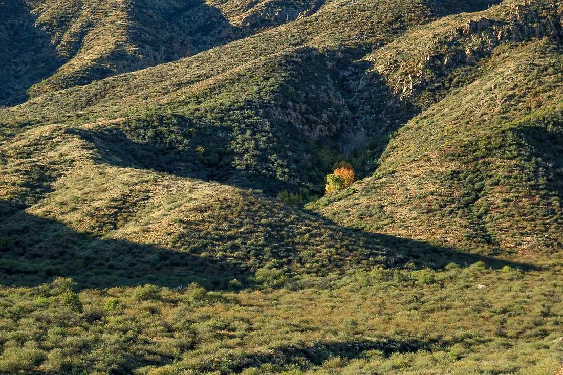 A secluded grove of orange trees hide in a small canyon west of Punkin Center. 
