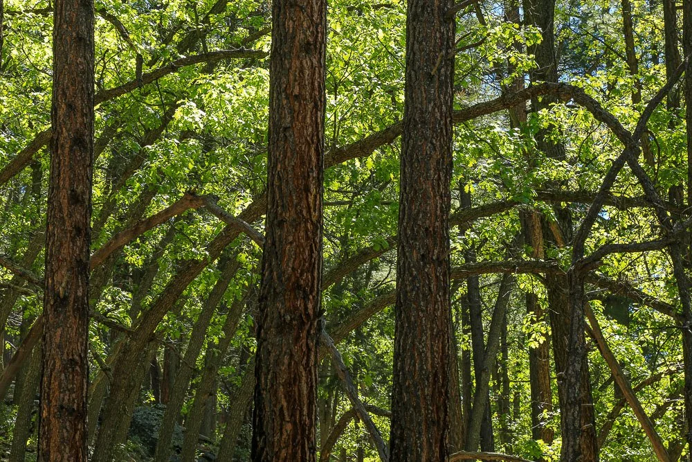 Bent trees.