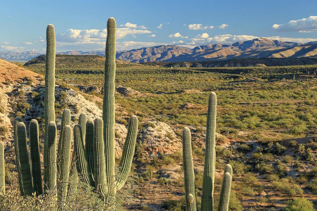 Saguaros and colorful desert in Tonto basin.