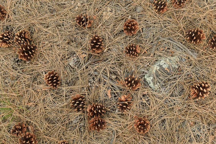 Pine cones on the forest floor.