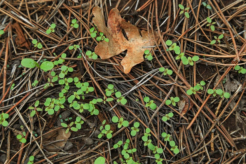 Green sprouts on the forest floor.